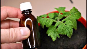 Купила в аптеке этот дешевый бутылек! Что творилось с рассадой после подкормки! Бефунгин рассаде!