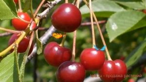 Вишня обыкновенная Превосходная Веньяминова (Дюк) ? обзор: как сажать, саженцы вишни