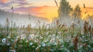 Стелется дым