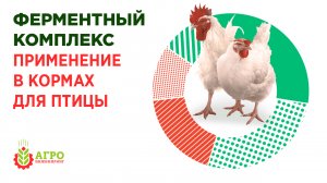 Что такое ферментный комплекс Вся правда о ферментных добавках.