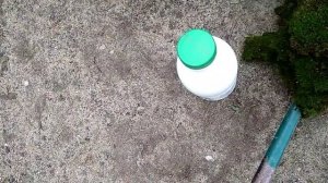 Мох растет сам по себе или размножим спорами. Легко