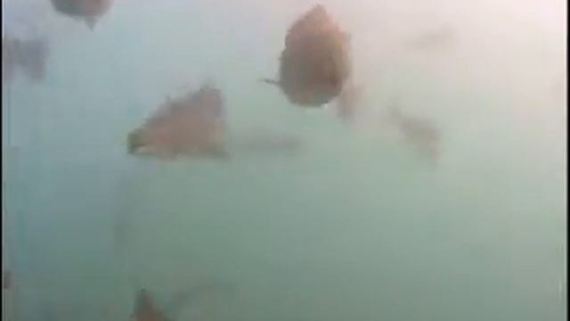 ARL Fishcam смотреть онлайн