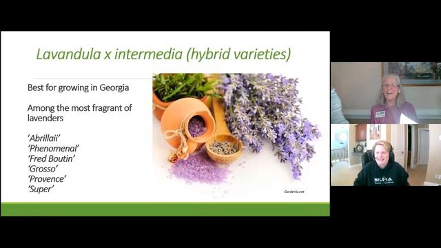 Growing Lavender смотреть онлайн