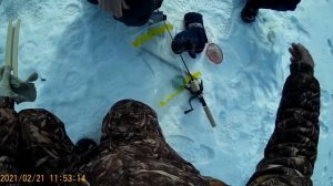 Поймал хорька. 21 февраля 2021