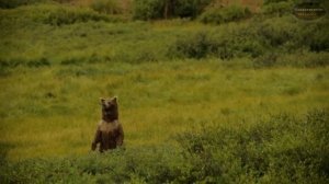 ЖИВОТНЫЕ АЛЯСКИ/КАКИЕ ЖИВОТНЫЕ ЖИВУТ НА АЛЯСКЕ? / ТОП ЖИВОТНЫХ АЛЯСКИ / ALASKA ANIMALS