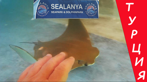 Турция Алания. See-Park. Бассейн с рыбами и скатами.