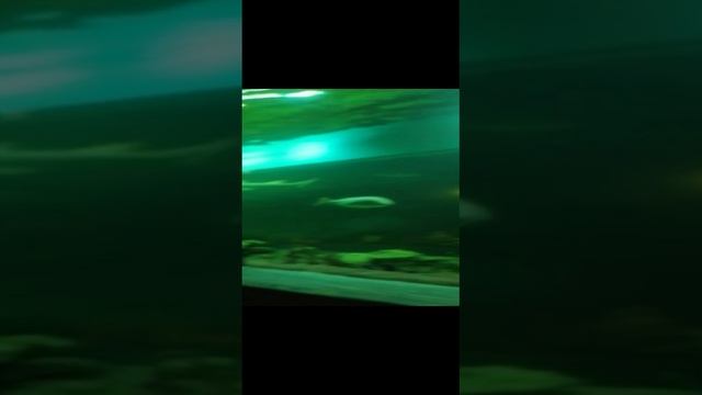 ????? смотреть онлайн