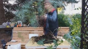 ФИЛОДЕНДРОН КСАНАДУ