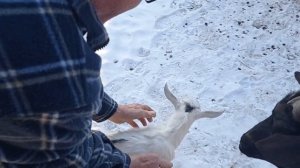 Новая коза в стаде, знакомтво...