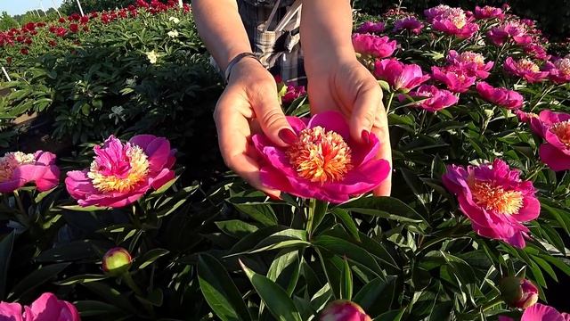 Малиново-неоновый пион VELMA ATKINSON / Сад Ворошиловой смотреть онлайн