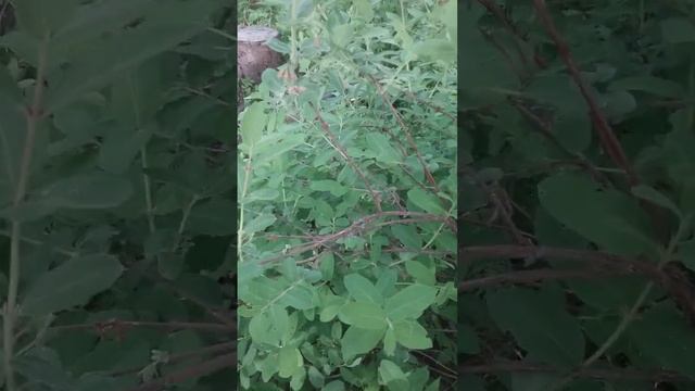 Жимолость в ряд за бесплатно. Размножение черенками . смотреть онлайн