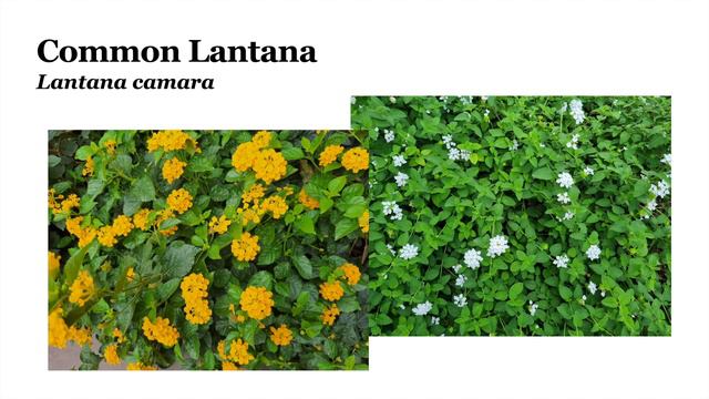 Biodiver-city - Exploring the Biodiversity Around Us - SDG 15 - Global Issues with Anand - Ep. 7 смотреть онлайн