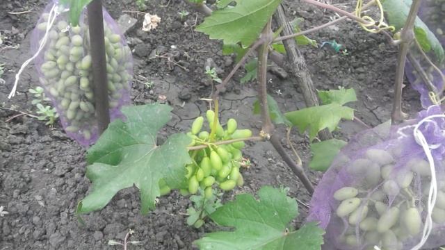 Солнечный ожог ягод винограда. Что делать? Виноград 2015.