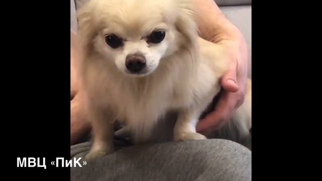 Обратное чихание