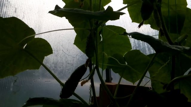 Огурец "Генеральский F1" фирмы Уральский дачник 20018 года. смотреть онлайн