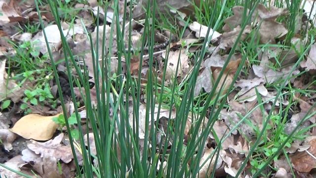 Kraailook - Allium vineale смотреть онлайн