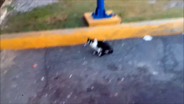 Наглые Доминиканские кошки смотреть онлайн