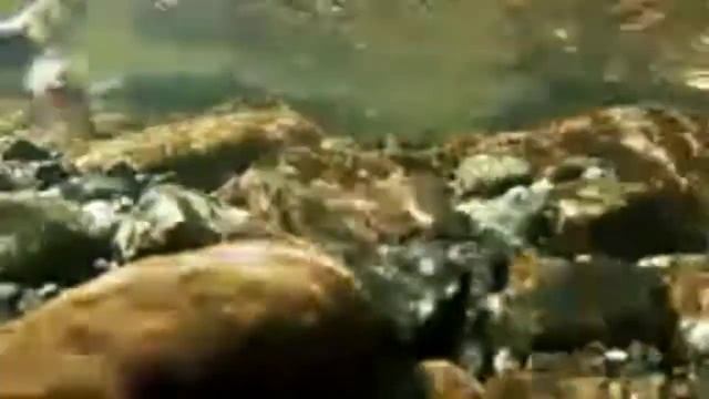 stunning aquarium  the best relax music home aquarium relax meditation music aquarium relax music
