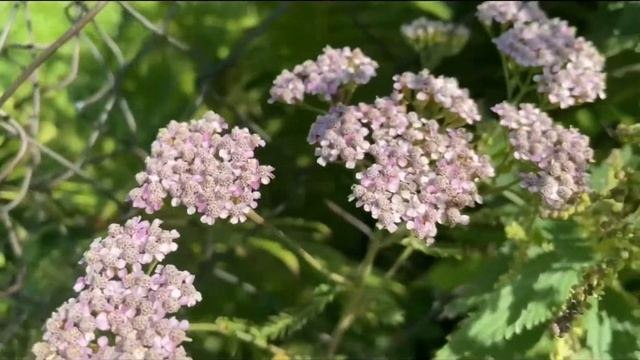 Сухоцветы в манке? смотреть онлайн