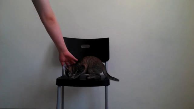 Выполнение трюка "Оффчик" - дрессировка кошек смотреть онлайн