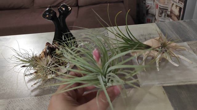 Цветущая тилландсия. Пополнение коллекции.