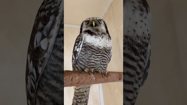 Ястребиная сова, осталась жива! смотреть онлайн