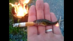 Почему окурок называют бычок