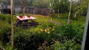Дожди заливают, вместо картошки на огороде растут грибы.