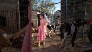 Выпойка телят. Как правильно вырастить телку на корову. как кормить телят