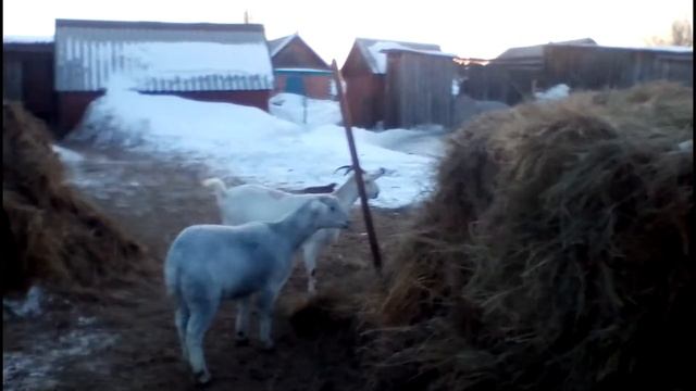 Почему падает популяция коз?! Их нужно любить!❤❤❤❤ смотреть онлайн