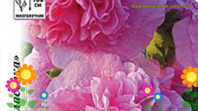 Мальва обыкновенная Ньюпорт Розовая. Краткий обзор, описание характеристик malva rosea смотреть онлайн