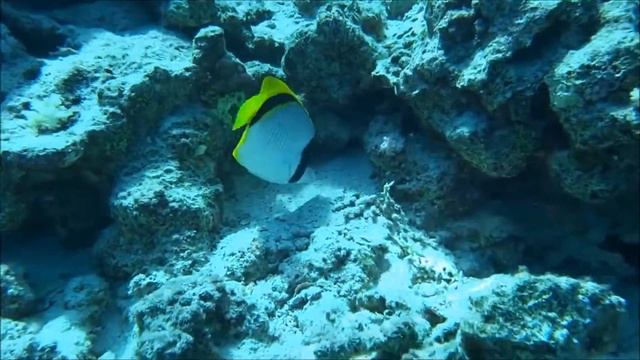 морские глубины смотреть онлайн