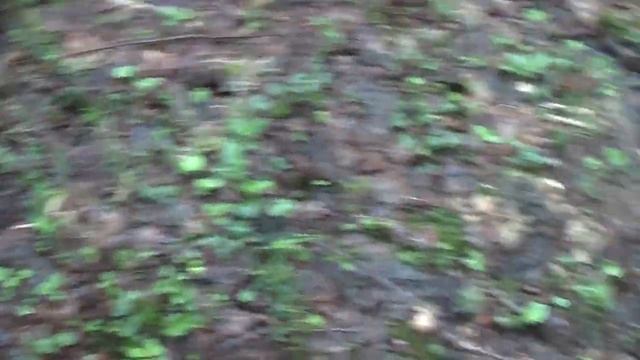 Автомобильно-танковая поляна в лесу. Недалеко от урочища Залексоновка смотреть онлайн