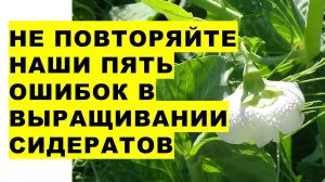 Наши пять ошибок в выращивании сидератов. Our five mistakes in growing green manure