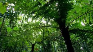 Хищная фосса охотится на лемуров