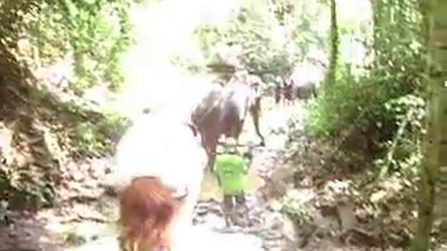 Национальный парк Као Сок. Катание на слонах. смотреть онлайн