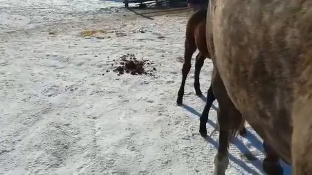 РПКХ ГРАБОВСКИХ. Кобылка РУССКАЯ МИЛАНА. 2 недели...первая прогулка... смотреть онлайн