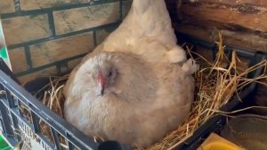 Характер кур Амераукана