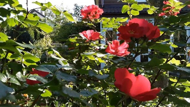 Роза Робуста в червні. Літній сад .Іриси. #сонячний #ранок #мійсад #київ #україна2022 смотреть онлайн