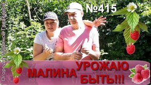 РЕМОНТАНТНАЯ МАЛИНА летом. Как делать обрезку малины
