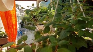 обзор фуксий, что и как цветёт #фуксии #