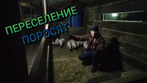 Переезд маленьких поросят в свои апартаменты.