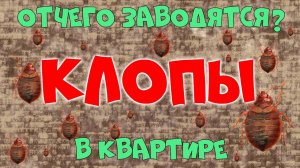 Откуда клопы в квартире❓ Как вывести клопов? Обработка: дезинсекция и дезинфекция