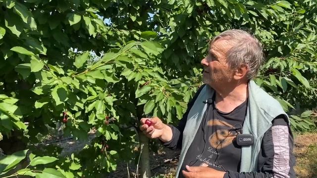 Обзор сортов черешни: выбери лучший для своего сада!