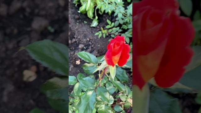 Прекрасные РОЗЫ.?