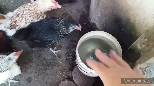 Куры и Жара!//5 Правил Улучшить Яйценоскость Кур❗//Почему Летом Куры Перестали Нести Яйца?