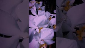 Phalaenopsis Amabilis