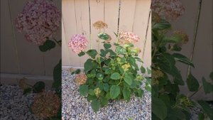 Pinkerella' Hydrangea. Древовидная гортензия Пинкерела. Розовая древовидная гортензия.