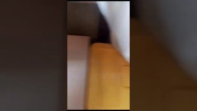 Как Правило Ухаживать За Котёнком