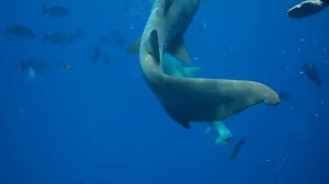 Снорклинг с акулами в Индийском океане (Мальдивы)